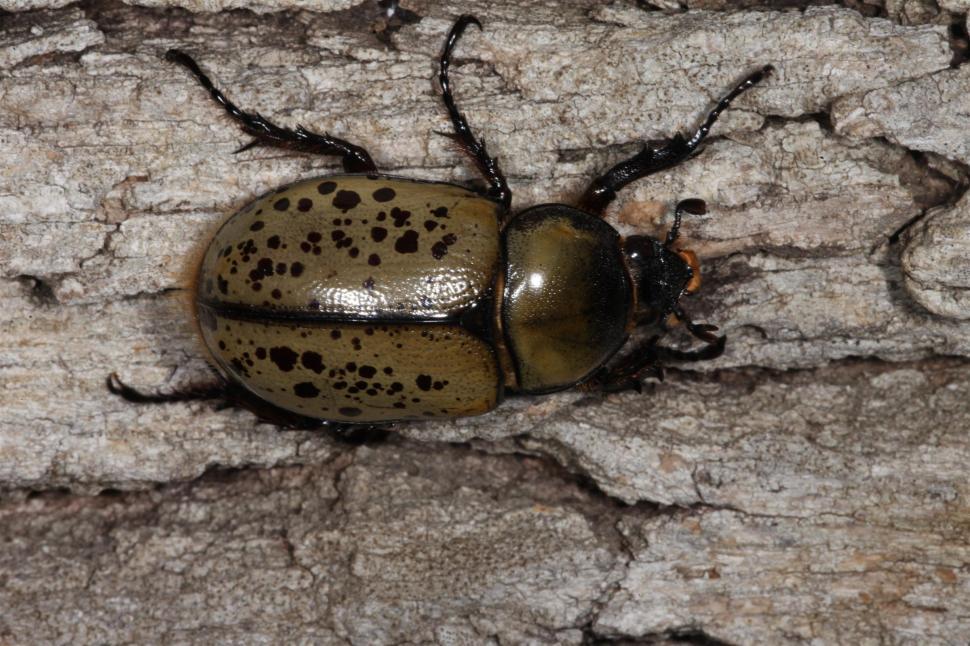 Free Image of Eastern Hercules Beetle 