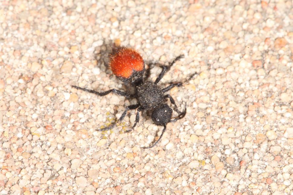 Free Image of Velvet ant 