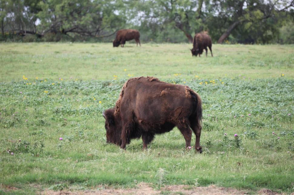 Free Image of Buffalo pictures 