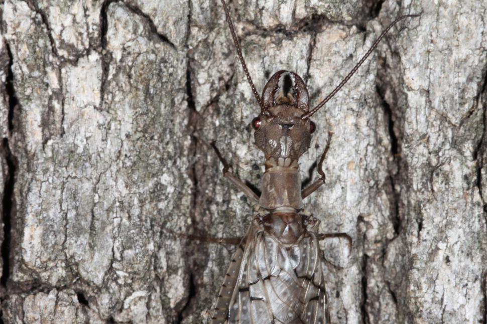 Free Image of Hellgramite dobson fly 