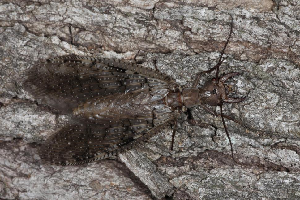 Free Image of Hellgramite dobson fly 