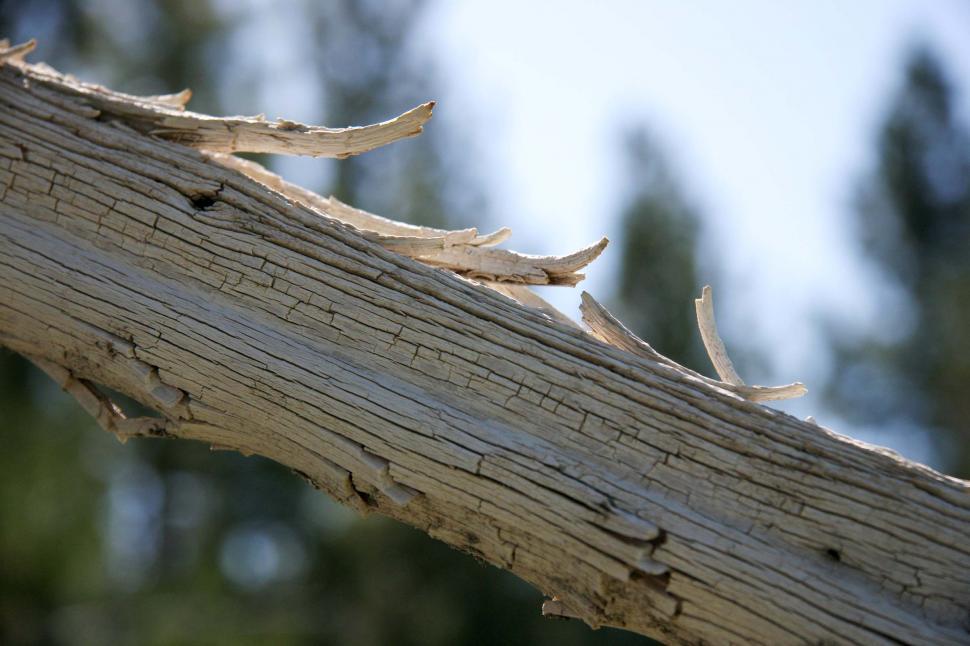 Free Image of Close Up of a Piece of Wood 