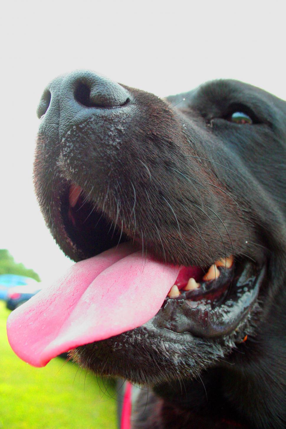 Free Image of Closeup Jasper 