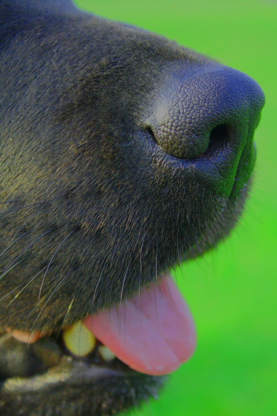 Free Image of Jasper 