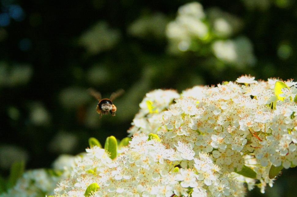 Free Image of Flying Bee 