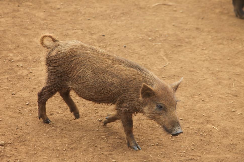 Free Image of Feral Pigs 