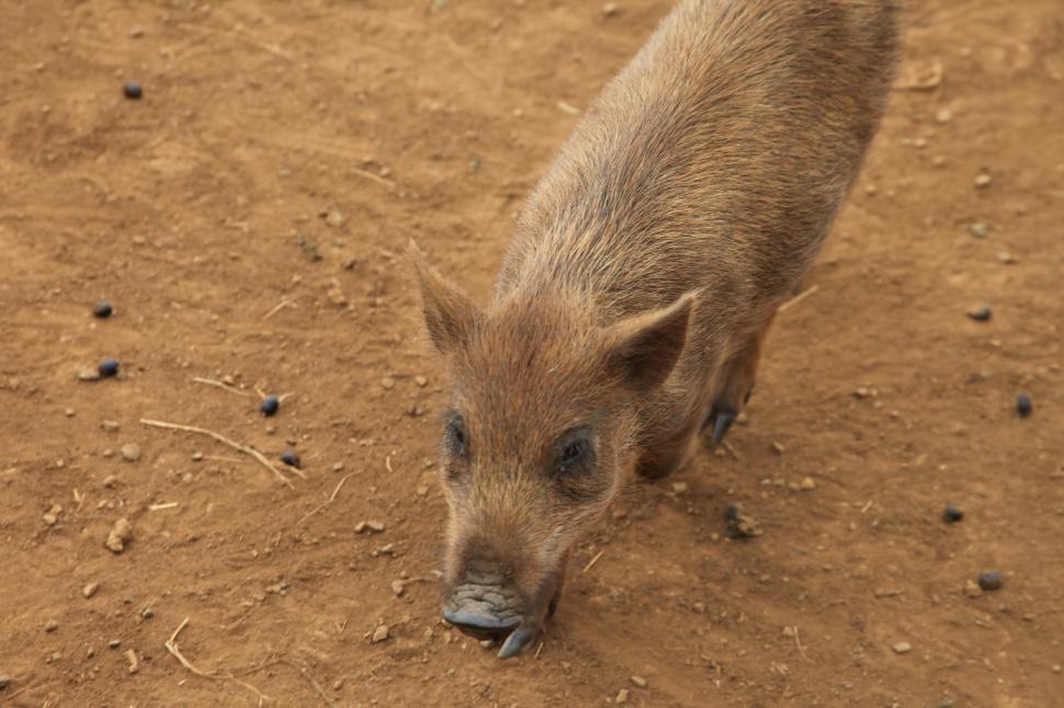 Free Image of Feral Pigs 
