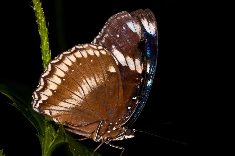Free Image of Butterfly 