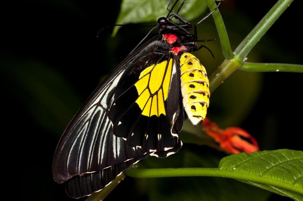 Free Image of Butterfly 