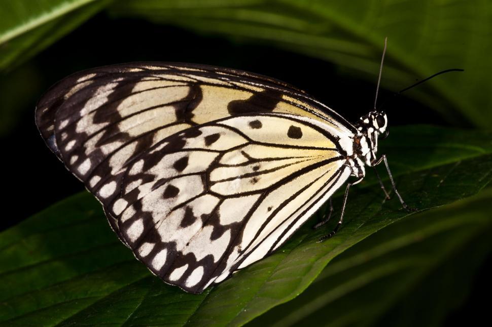 Free Image of Butterfly 