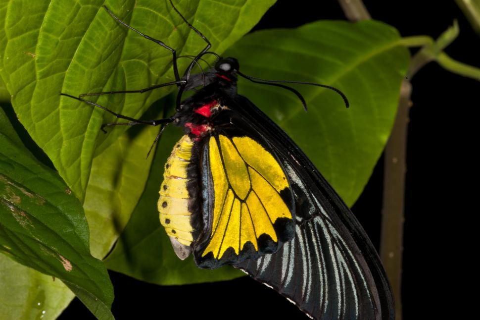 Free Image of Butterfly 