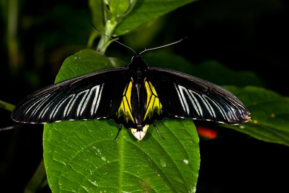 Free Image of Butterfly 