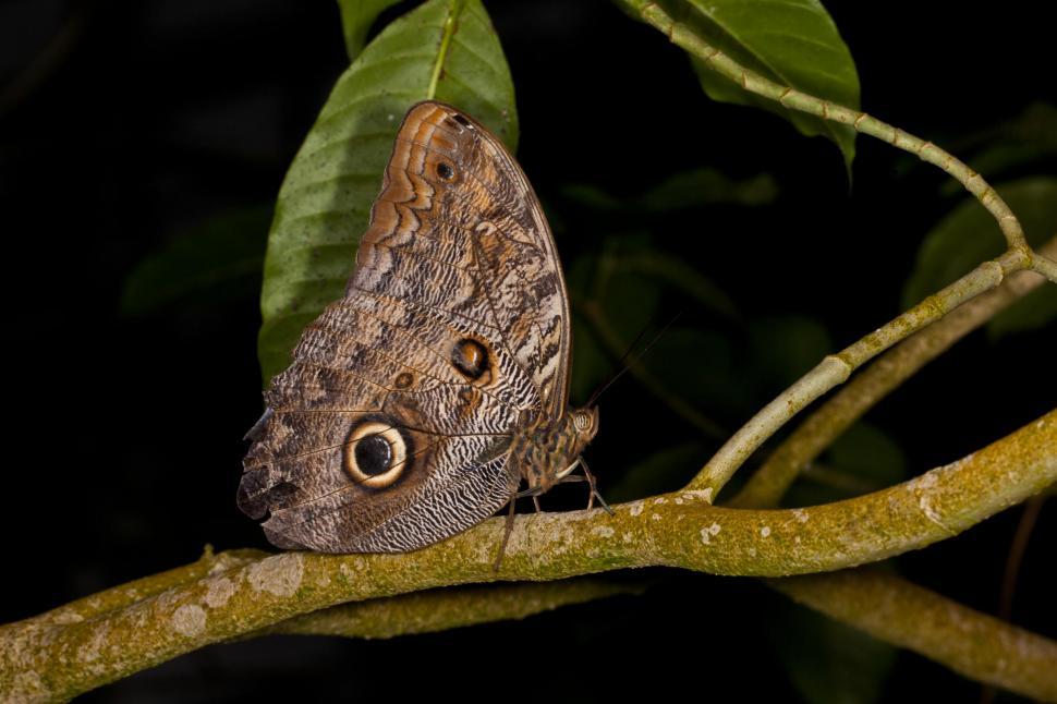 Free Image of Butterfly 