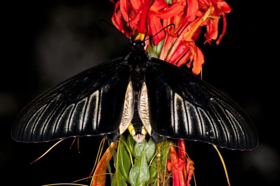 Free Image of Butterflies 