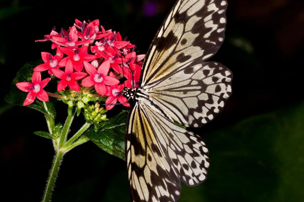 Free Image of Butterflies 