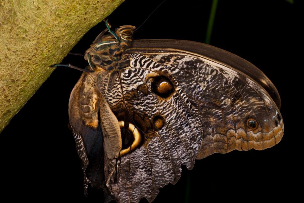 Free Image of Butterfly 