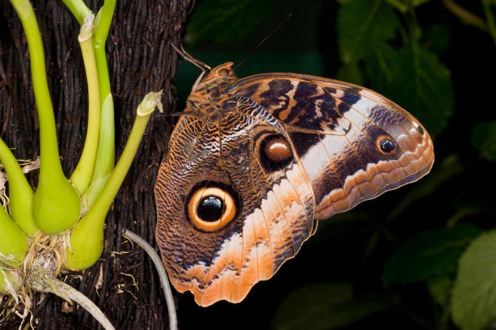 Free Image of Butterfly 