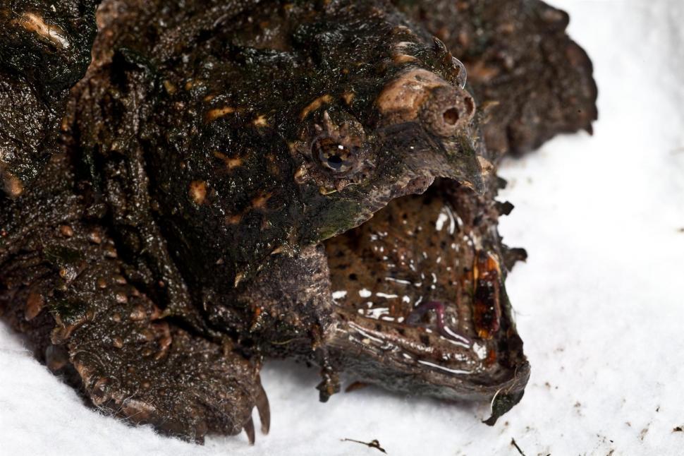 Free Image of Turtle 