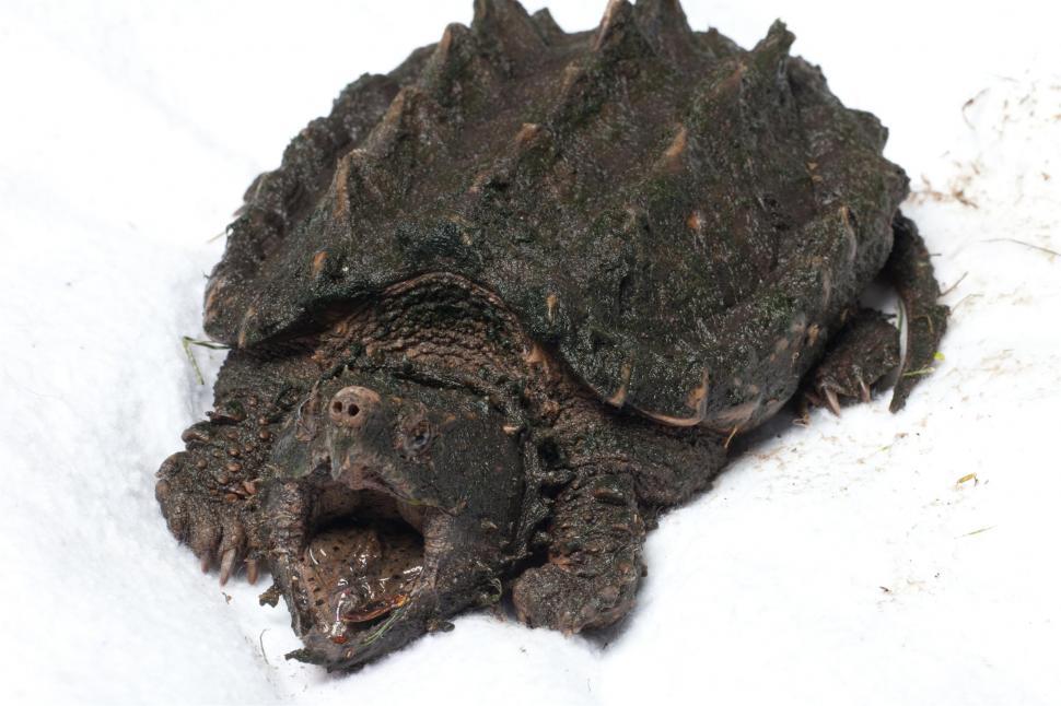 Free Image of Turtle 