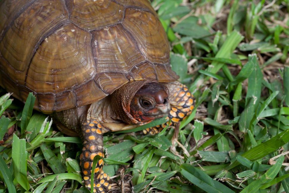Free Image of Turtle 