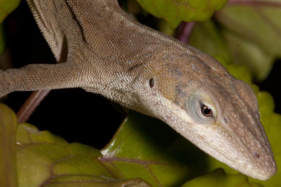 Free Image of Green Anole Lizard macro 