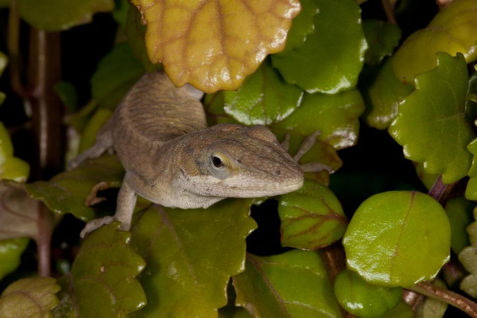 Free Image of Green Anole Lizard macro 
