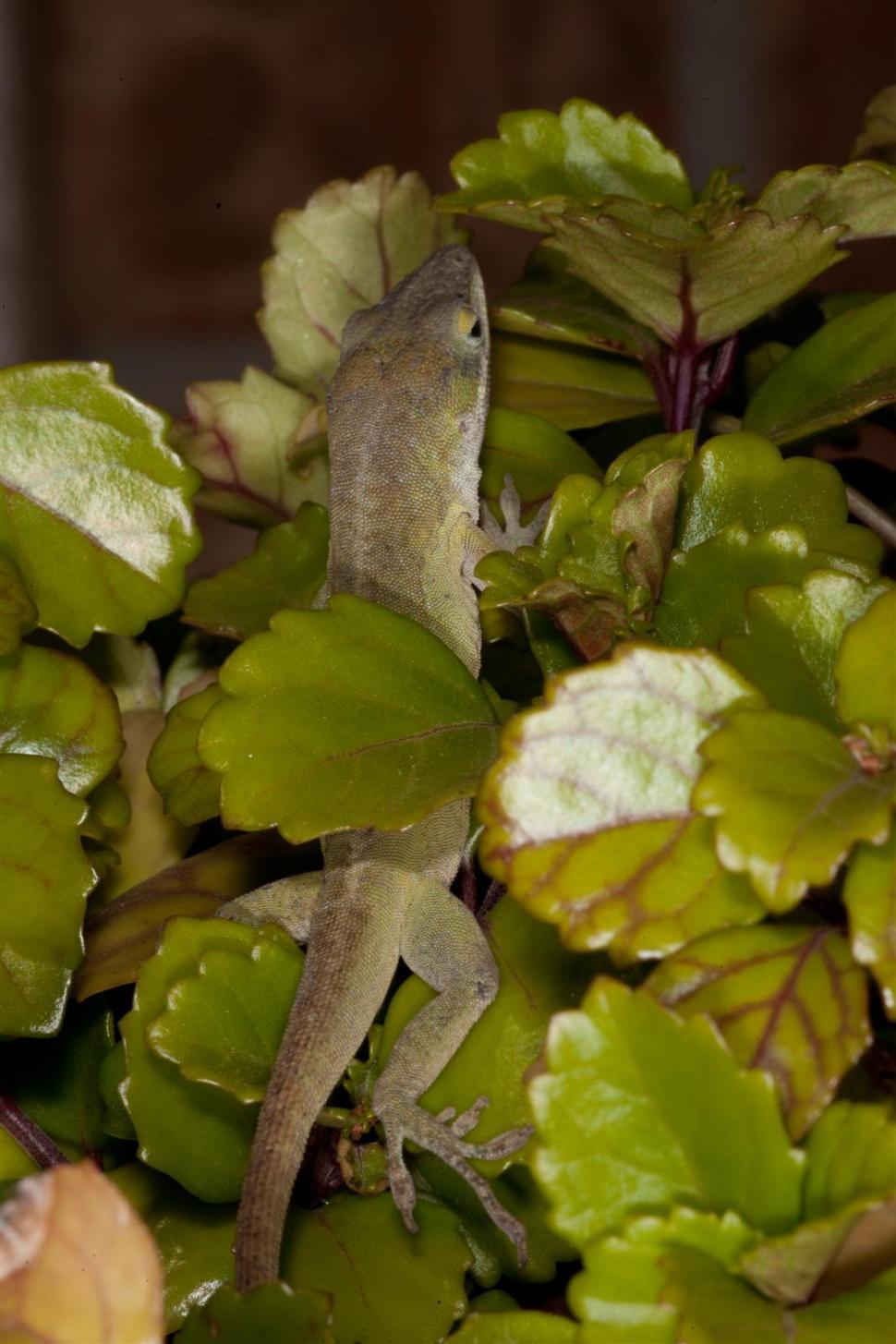 Free Image of Green Anole Lizard macro 