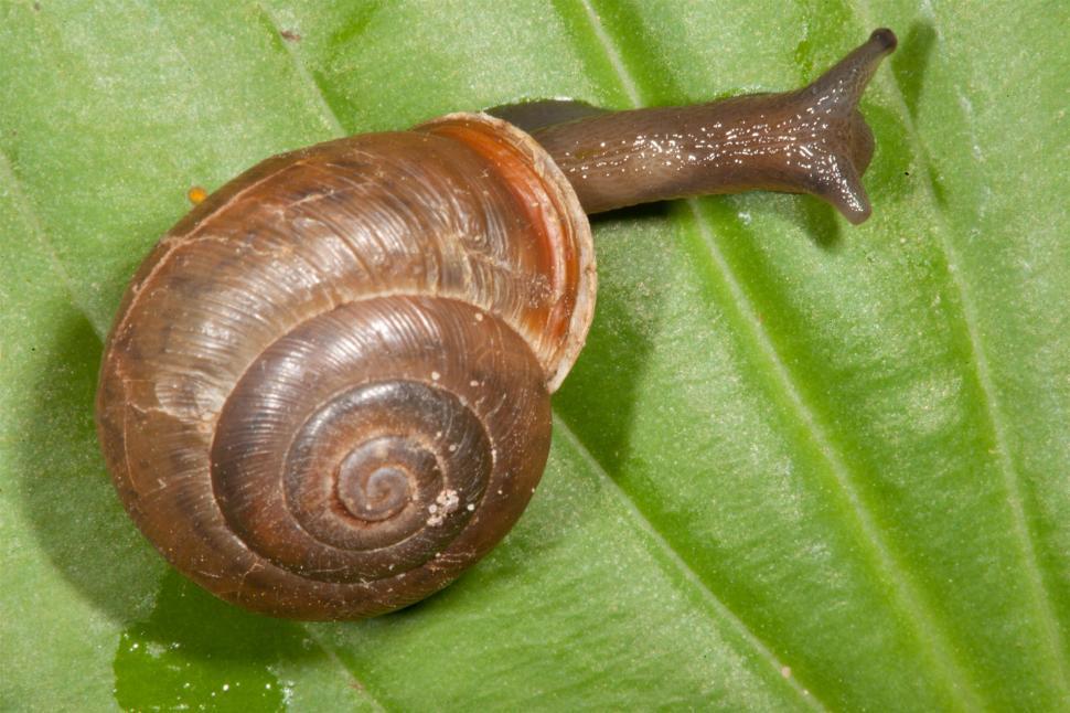 Free Image of Snail 