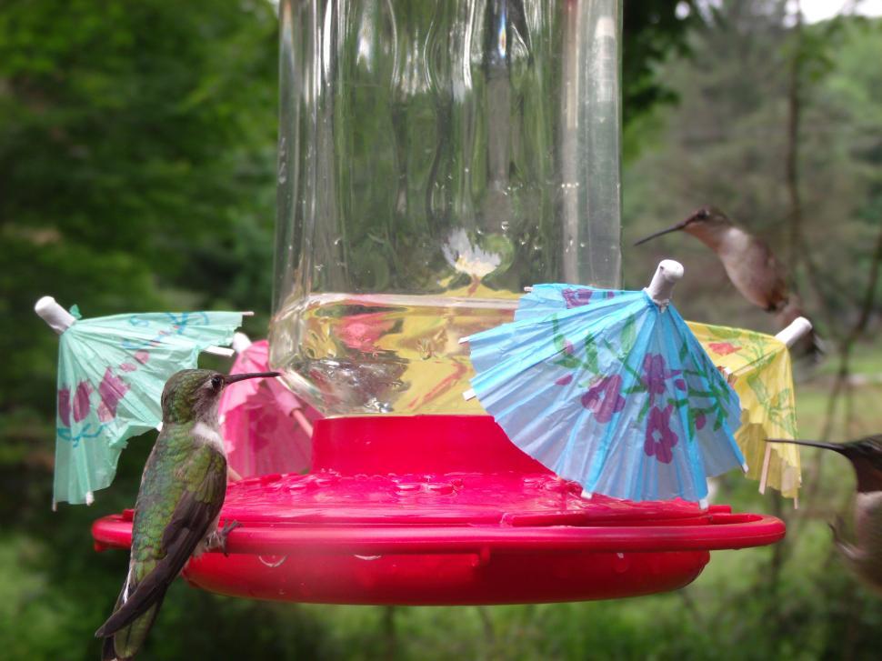 Free Image of Hummingbird Cafe 