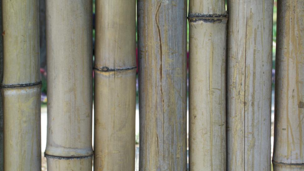 Free Image of Bamboo sticks 