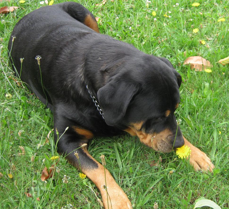 Free Image of Black and Brown Dog Laying on Lush Green Field 