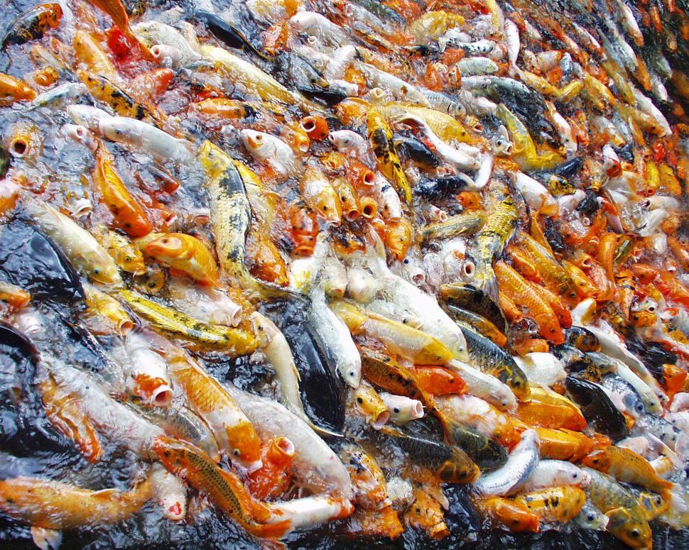 Free Image of Beautiful koi fish feeding frenzy. 