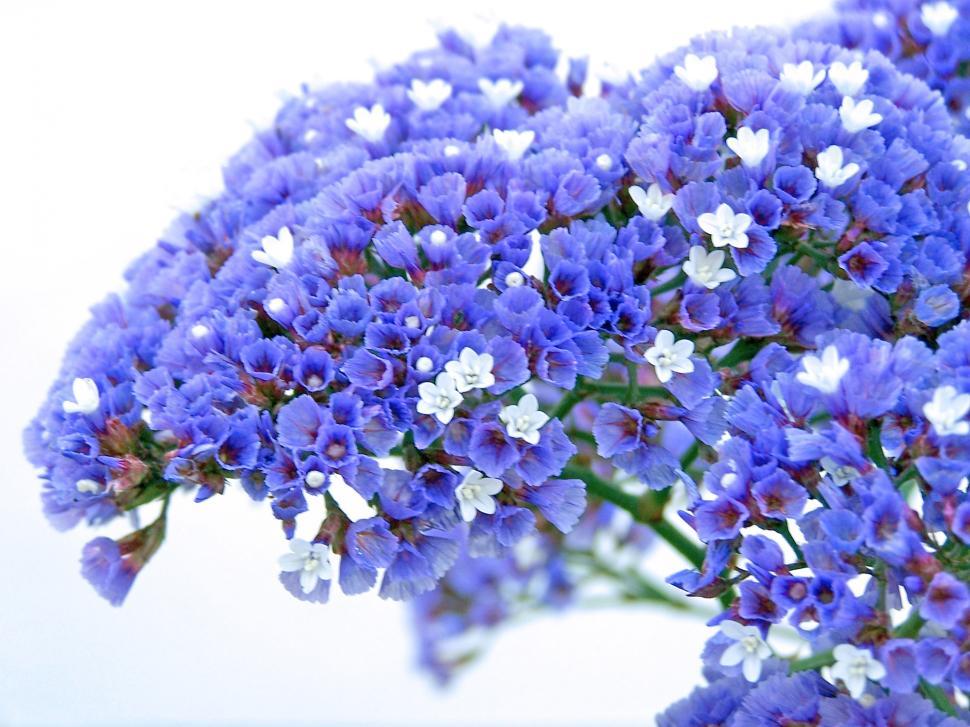 Free Image of Statice in bloom 