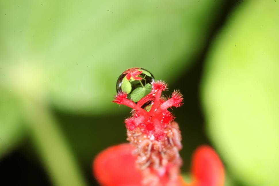 Free Image of Water drops on flowers 