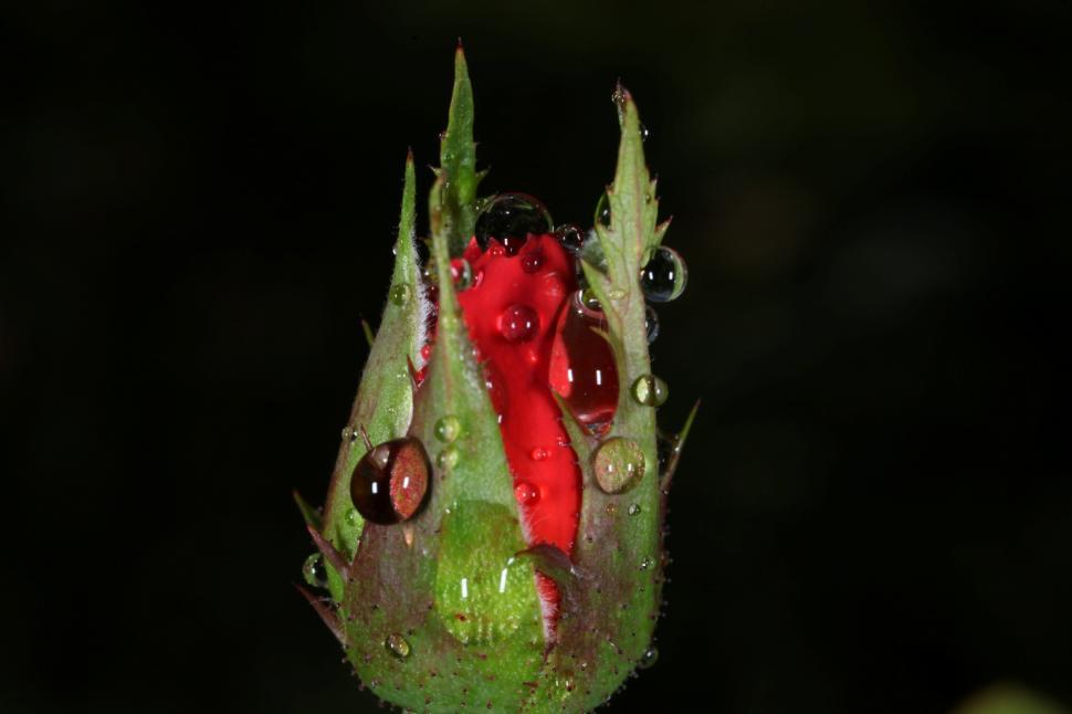 Free Image of Water drops on flowers 