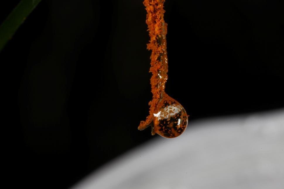 Free Image of Water drops on flowers 