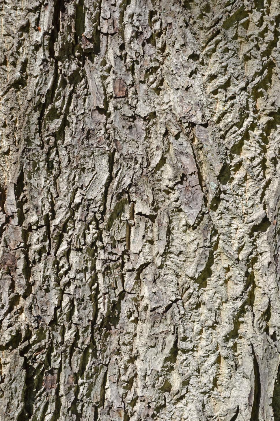 Free Image of Bark of english walnut 