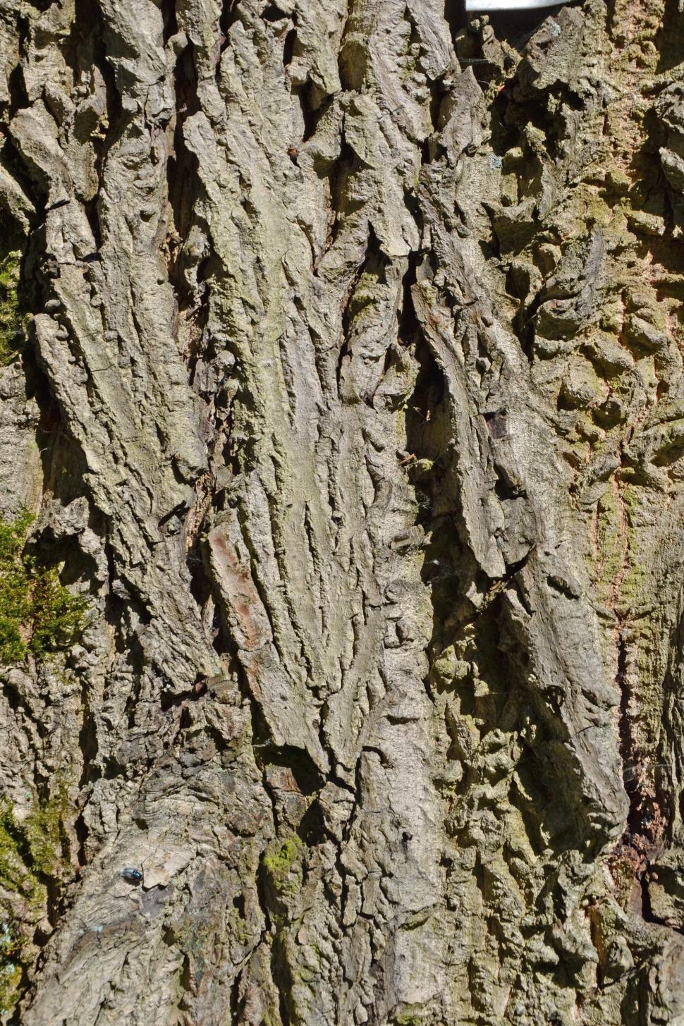 Free Image of Bark of english walnut 