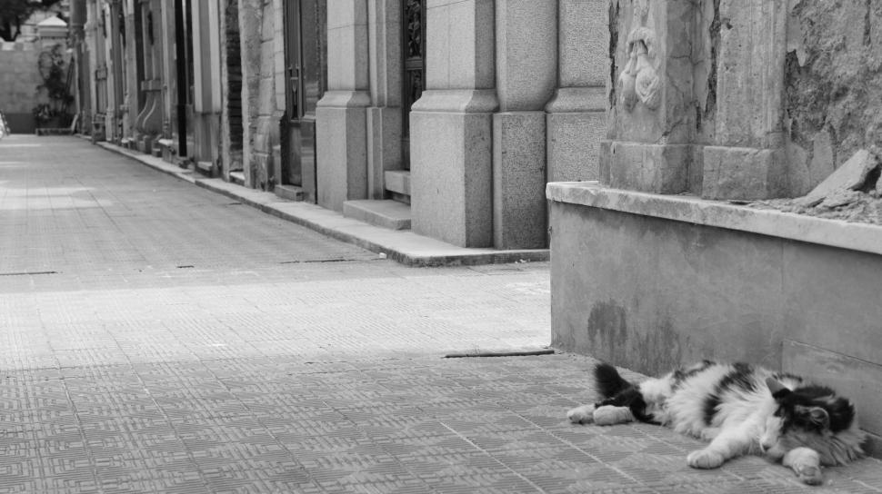 Free Image of Cats Guarding Cemetery 