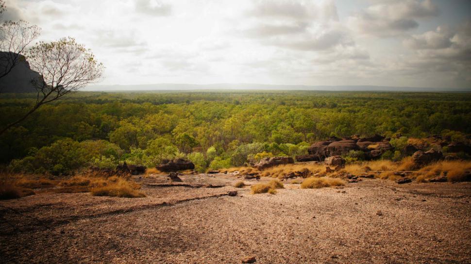 Free Image of Trees in the Outback 