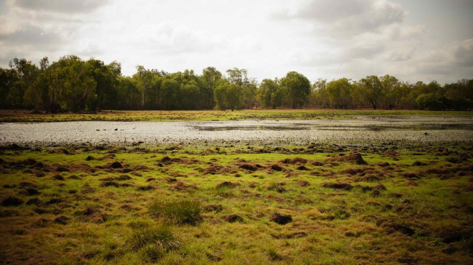 Free Image of Australian Marsh 