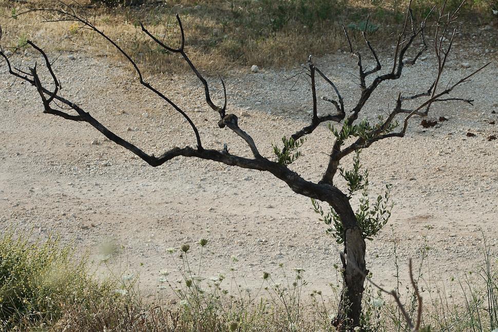 Free Image of Burned tree 
