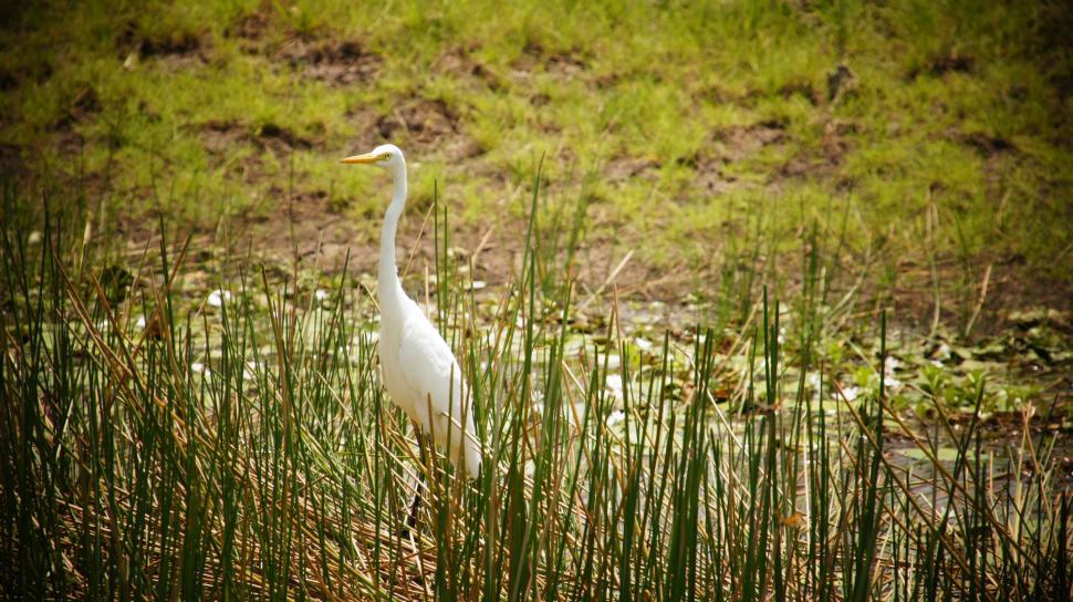 Free Image of Birds of the Outback 