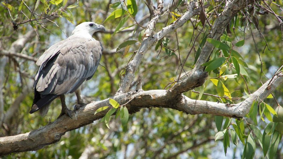 Free Image of Birds of the Australian Outback 