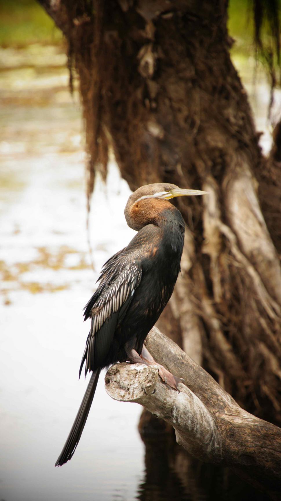 Free Image of Birds of the Australian Outback 