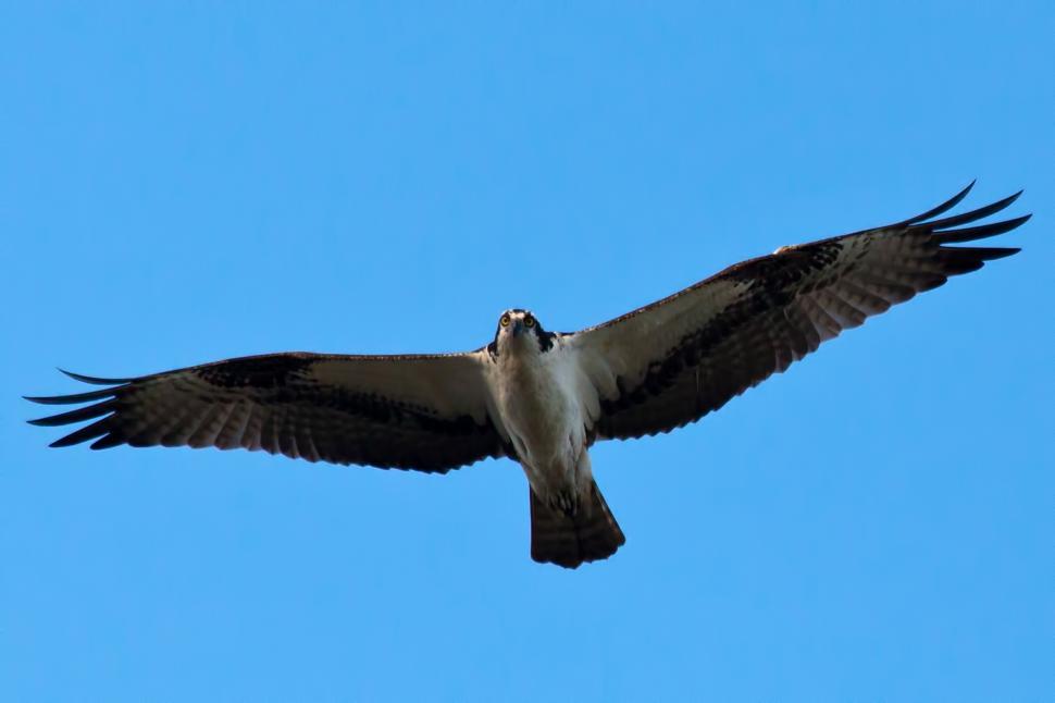 Free Image of Osprey 