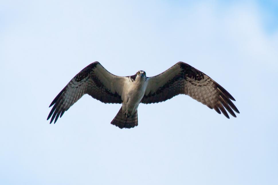 Free Image of Osprey 