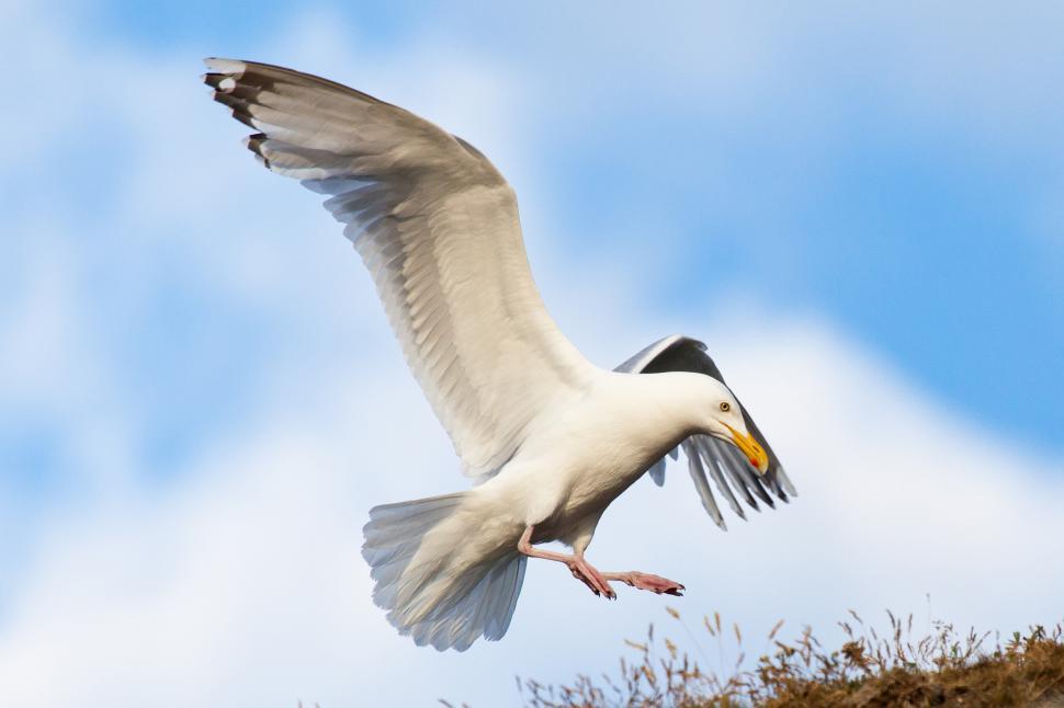 Free Image of Gull 