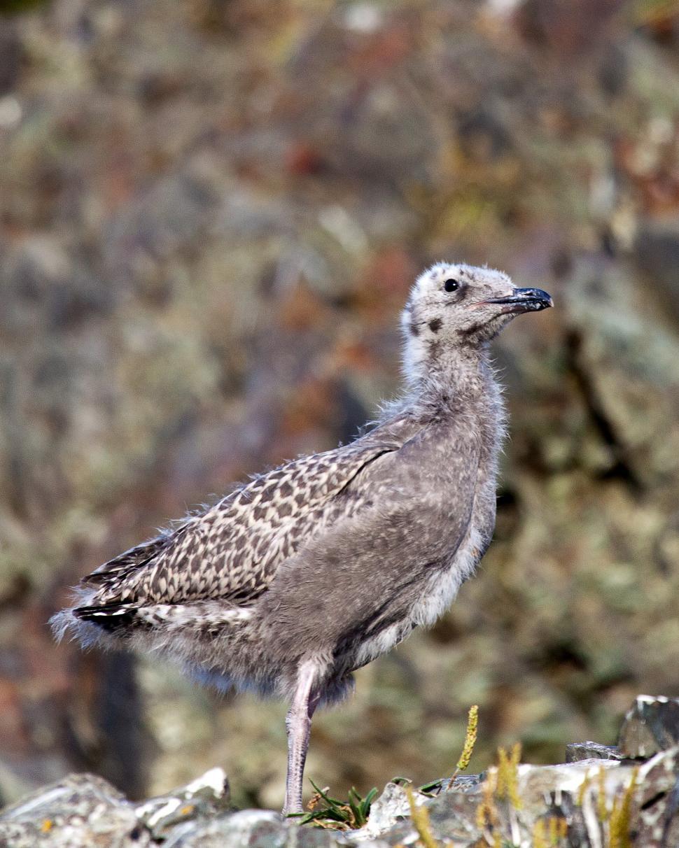 Free Image of Baby Gull 