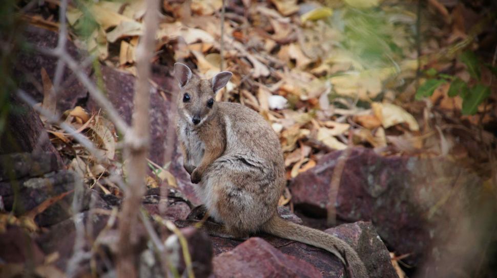 Free Image of Cute Wallaby 